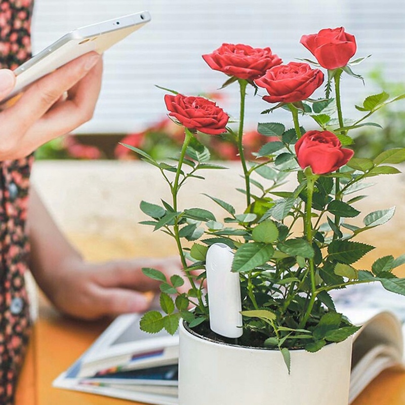 HHCC Monitor Bunga Flora Peraw - Smart Garden Xiaomi ulasan dan harga